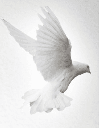 Marie (Foster) Young Obituary
