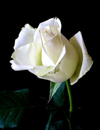 Ruby Catherine (Cobbs) Cobb Obituary